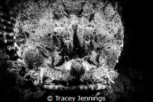 Grumpy by Tracey Jennings 